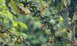 JAZAN-Wadi Lajab Farms and Hiking Adventures (1)