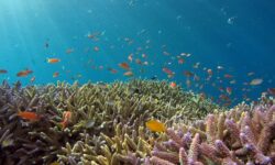 RIYADH-RED-SEA-ALULA-A spectacular getaway (3)